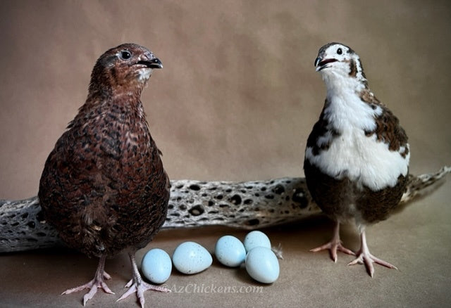 Celadon Coturnix Quail Juveniles - Blue Egg Laying Birds 2-3 Weeks