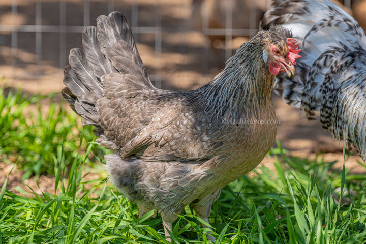 Laying Hen or Pullets - Available NOW