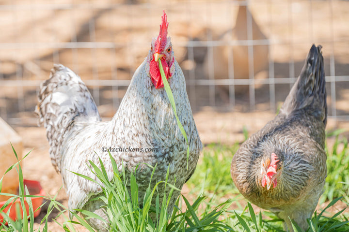 Heat-Tolerant Creme Crested Legbar Chicks - Sky Blue Egg Layers