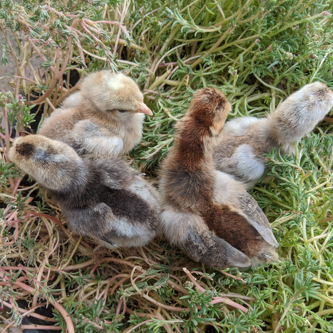 Heat-Tolerant Creme Crested Legbar Chicks - Sky Blue Egg Layers
