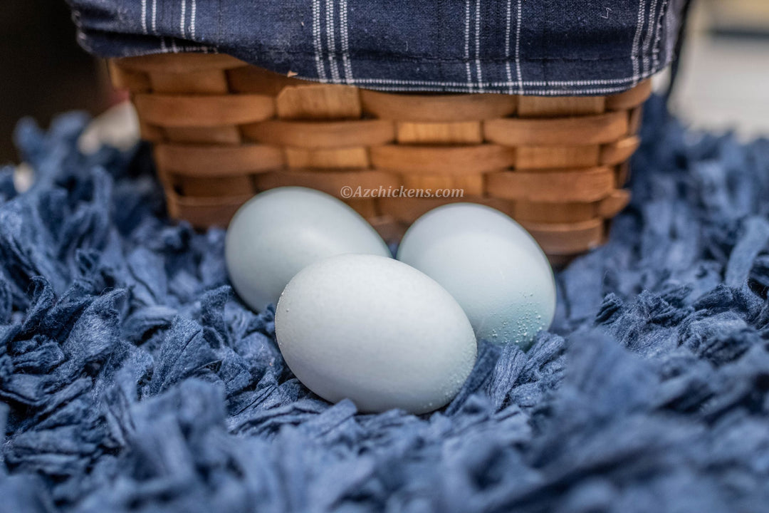 Heat-Tolerant Creme Crested Legbar Chicks - Sky Blue Egg Layers