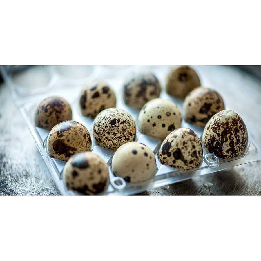 Clear plastic 12-egg carton for quail eggs, bulk packaging by Hatching Time, ideal for showing eggs.