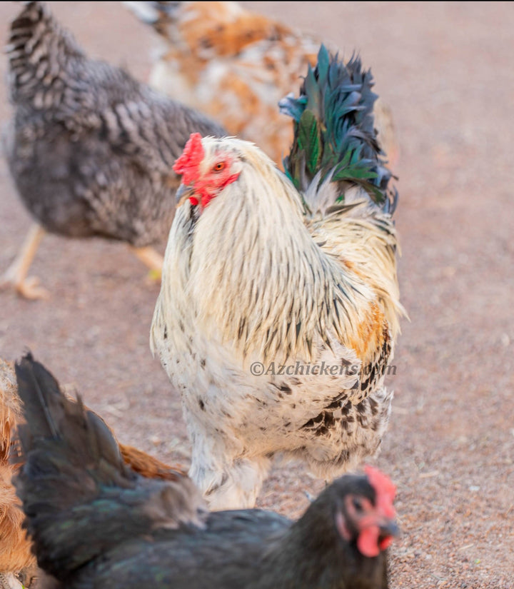 Colorful Easter Egger hens, 6-10 weeks old, showcasing a variety of feather patterns and colors from Az Chickens.
