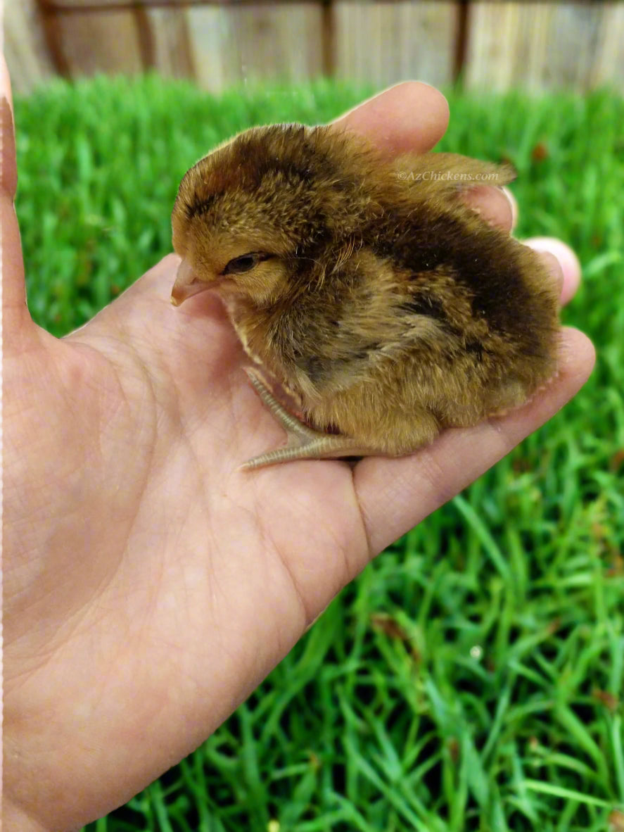 Easter Egger chick in hand, featuring soft brown feathers, from Az Chickens, part of a 15-chick deal.