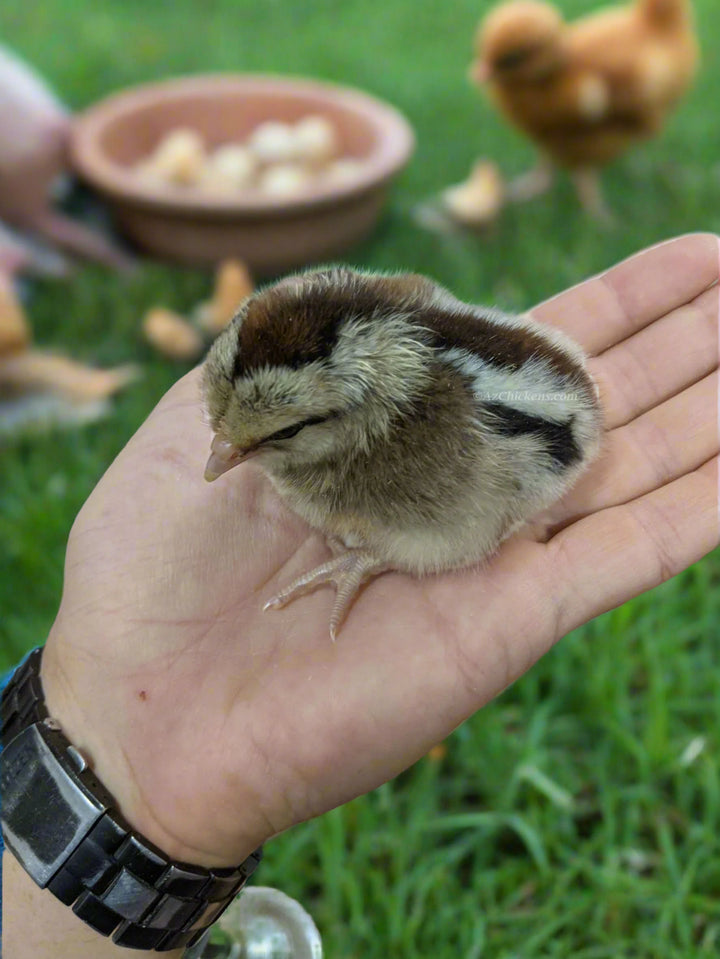 Easter Egger chick in hand, gray and brown feathers, from Az Chickens, part of 15 all-female offer.