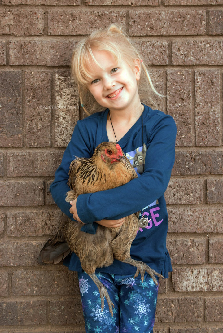 Colorful Easter Egger hens, 6-10 weeks old, featuring various feather patterns, by Az Chickens.