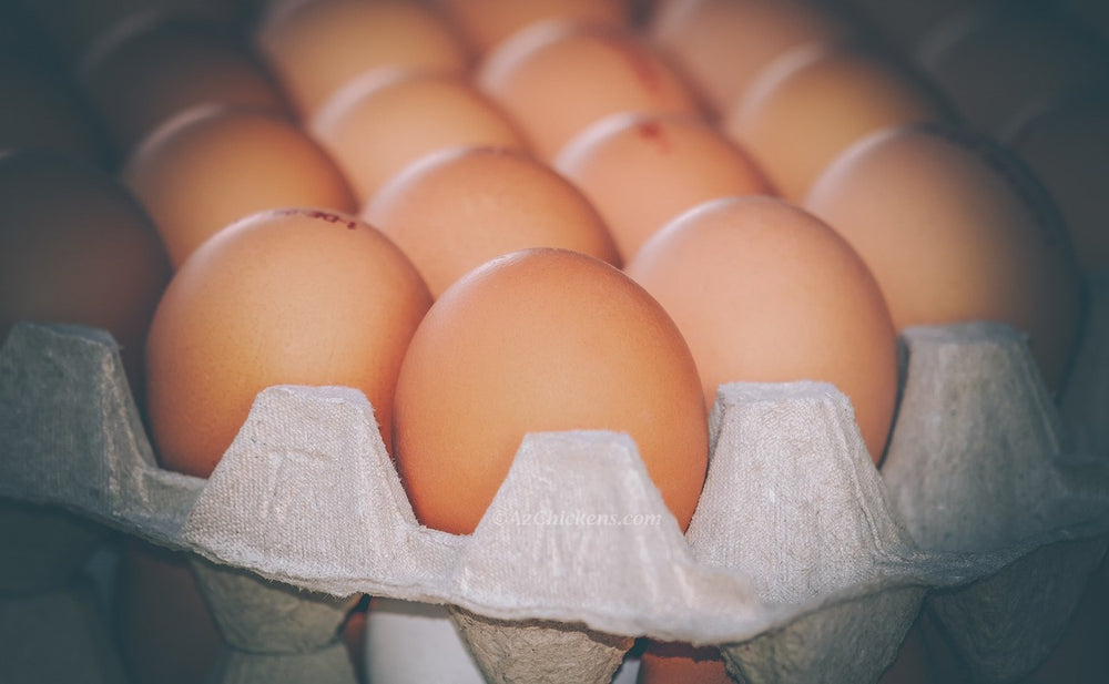 Heat hardy mature ISA Brown and Golden Comet laying hens, pasture raised in Arizona by Az Chickens