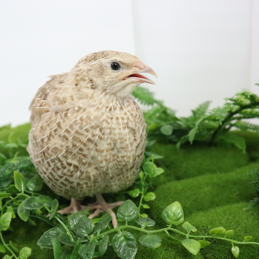 Egyptian Gold quail hatching eggs in a clear display with various counts available, from Quailz.com by Undique LLC