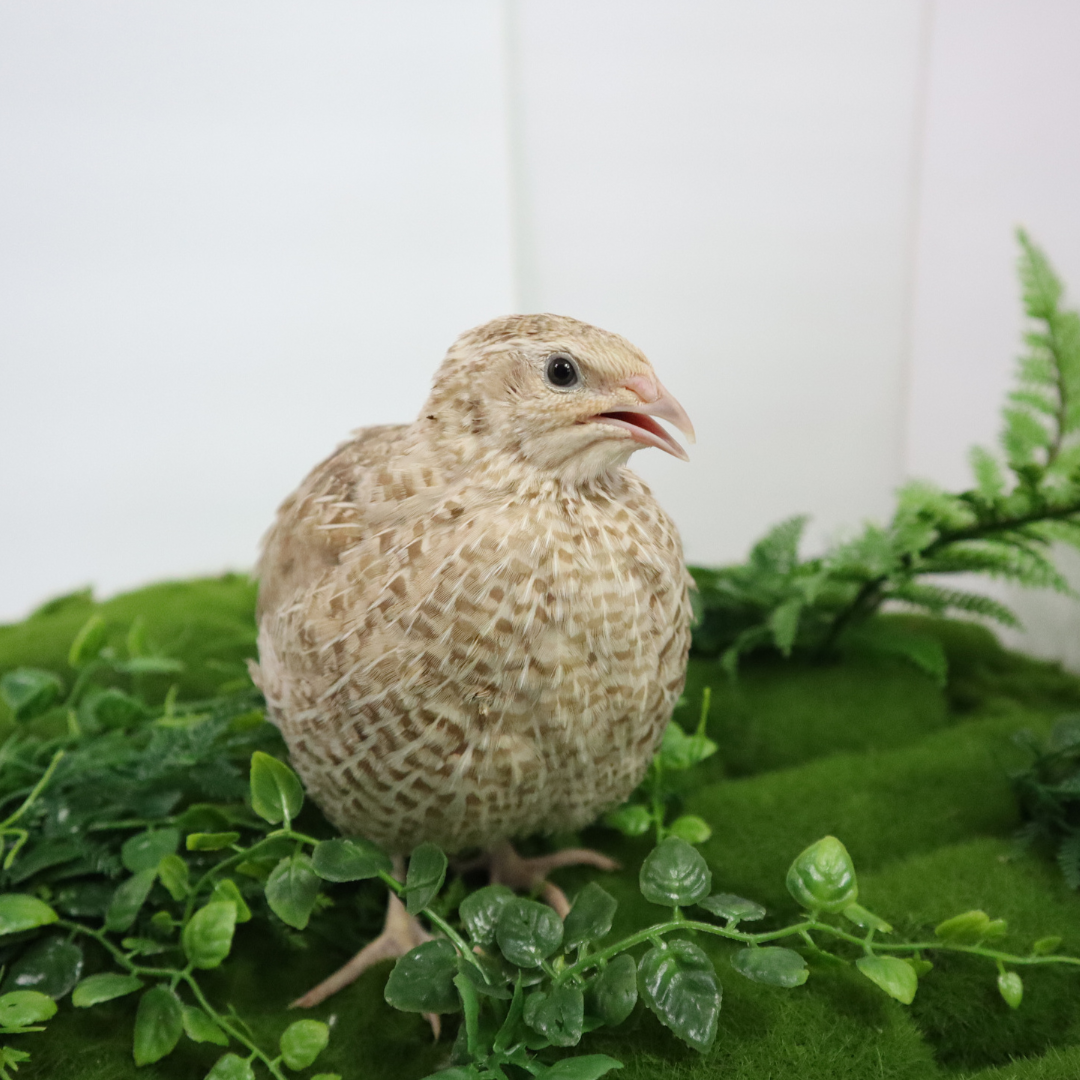 Egyptian Gold Coturnix Quail Hatching Eggs – Rare Color, Reliable Layers