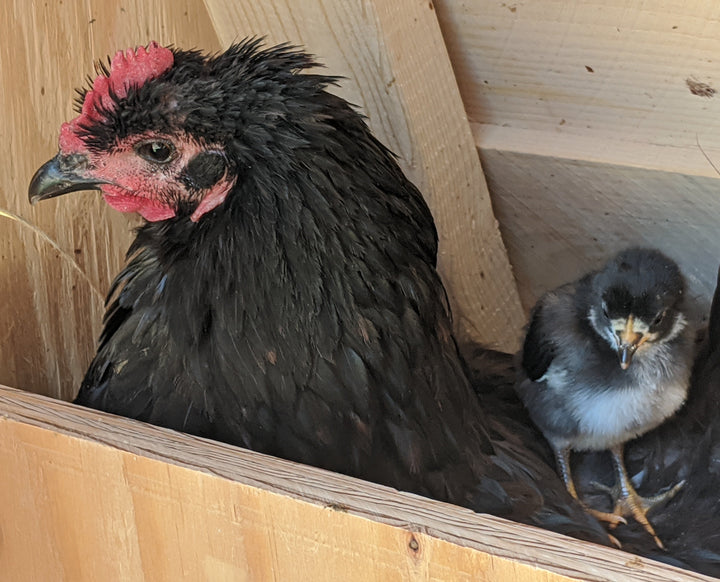 Healthy Black Australorp hens, 10 weeks old, known for prolific egg laying, from Az Chickens.