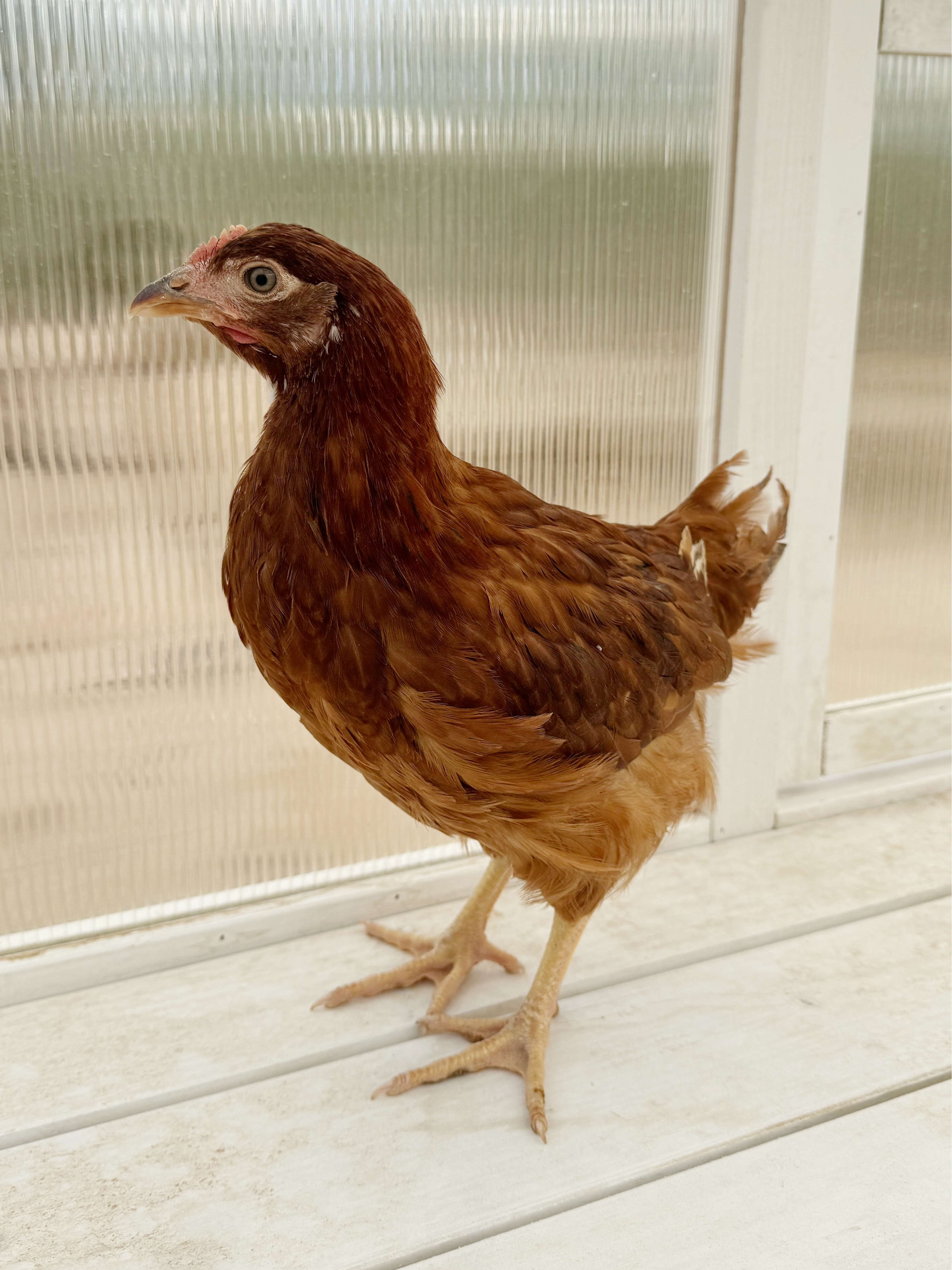 Gallinas Rhode Island Red: huevos CONFIABLES, raza robusta de doble  propósito – Az Chickens, image size:3357x4476
