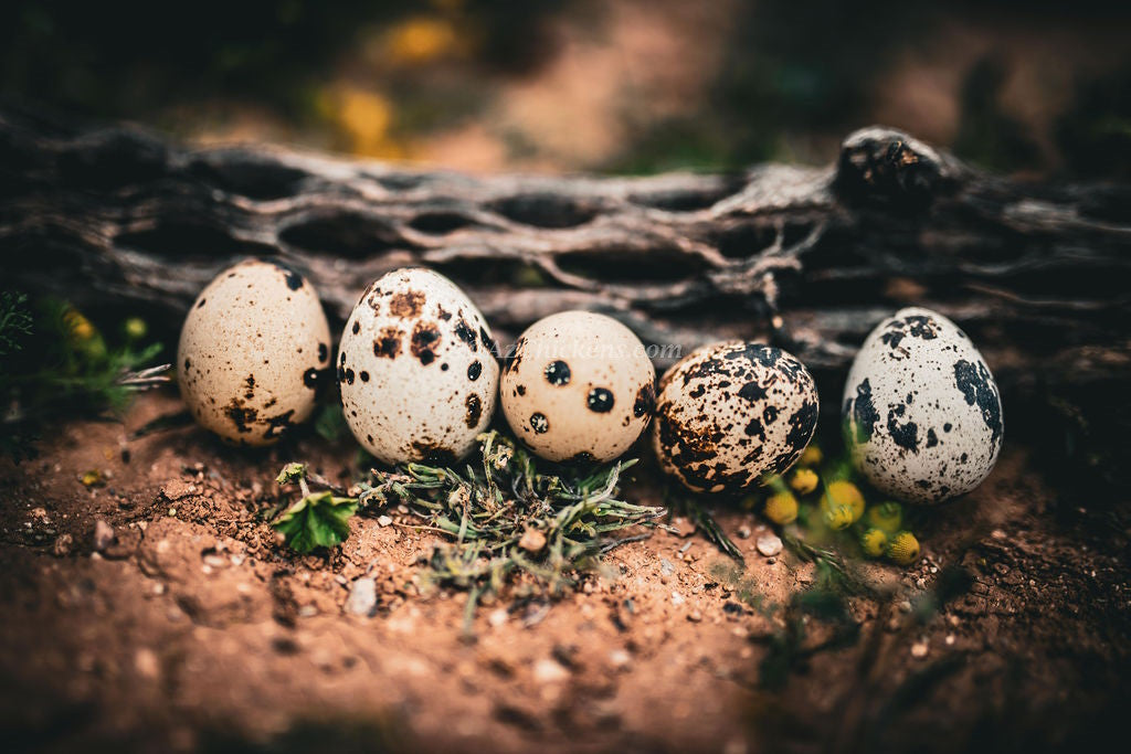 Jumbo Browns, Coturnix Quail - Juveniles & Adults