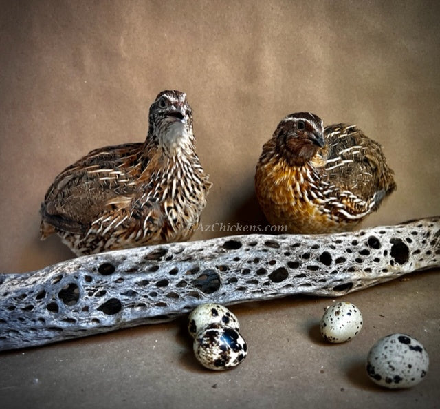 Polluelos de codorniz coturnix gigantes