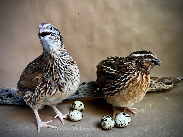 Jumbo Coturnix Quail adults in brown feathers, ready to lay 300+ eggs annually, by Az Chickens.