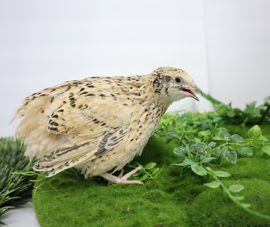 Jumbo Coturnix Quail Hatching Eggs – Pharaoh, Italian, White & Brown Variety Mix