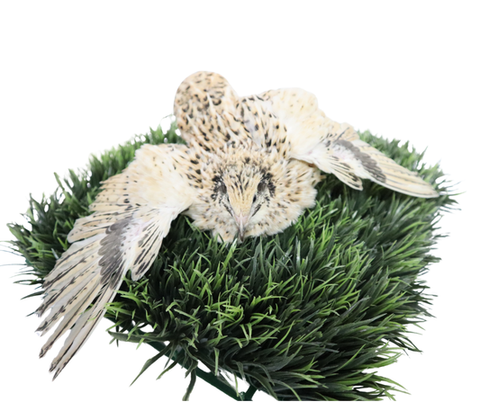 Premium jumbo Italian quail hatching eggs in a natural green setting, by Quailz.com.