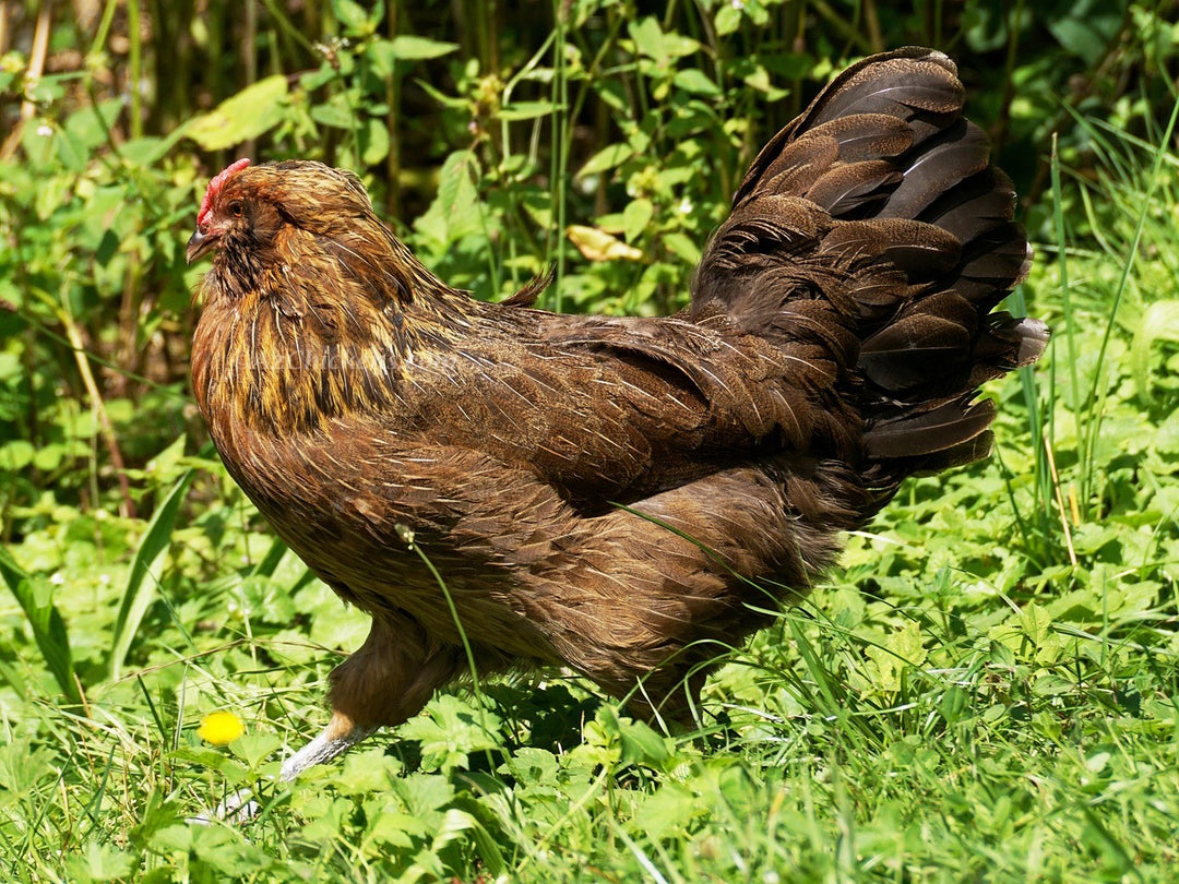 Colorful Easter Egger hens, 6-10 weeks old, ideal for backyard flocks by Az Chickens.