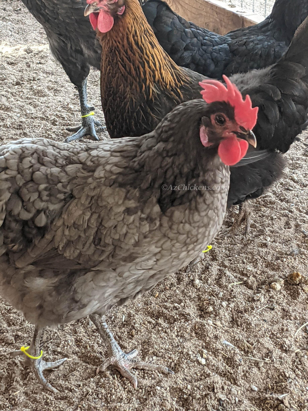 Olive Egger Hens - Hardy Hybrid Chickens Laying Unique Olive Eggs
