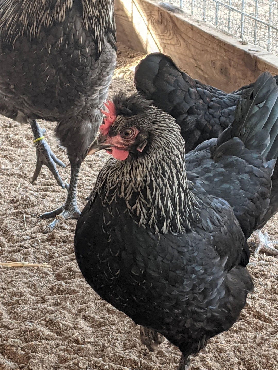 Olive Egger Hens