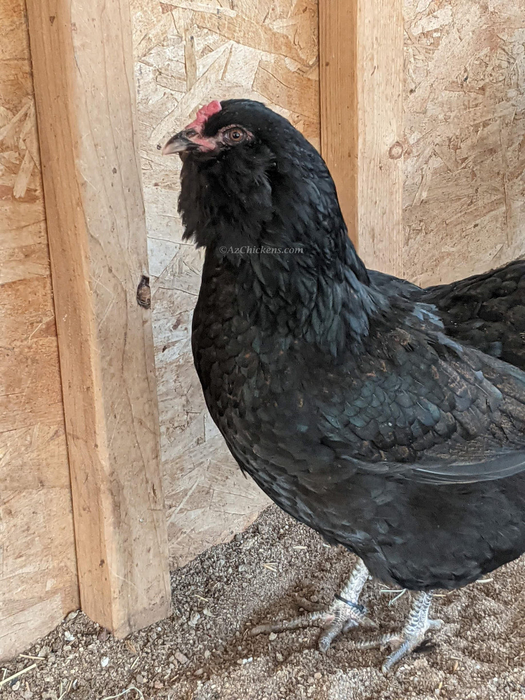 Olive Egger Hens