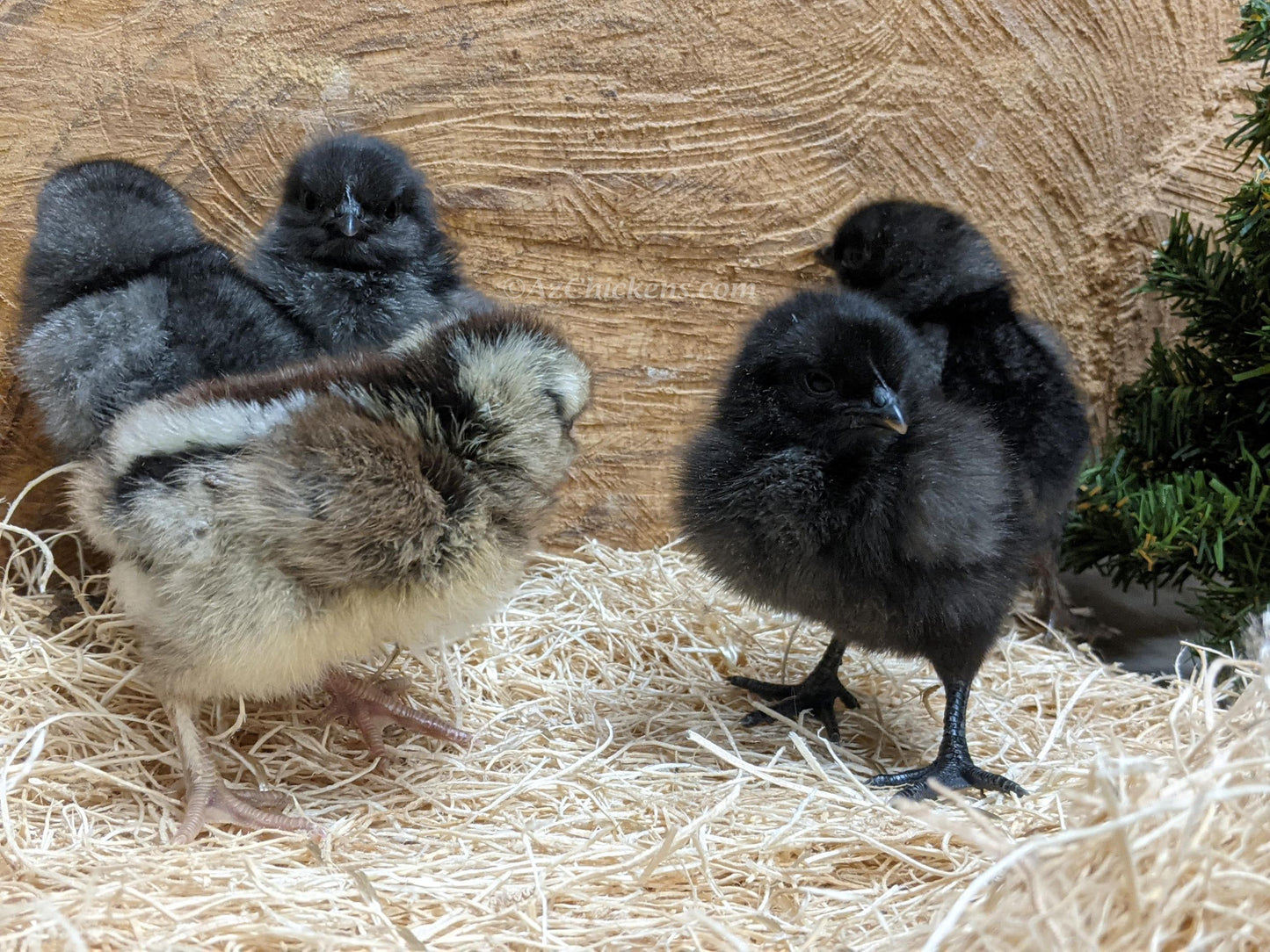 Olive Egger Chicks - Hybrid Chickens for Colored Egg Production