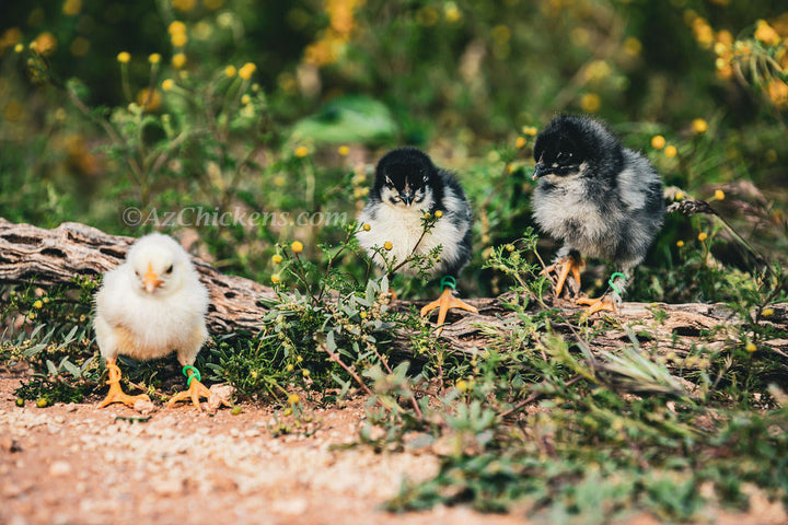 Olive Egger hens with unique olive-colored eggs, 6-10 weeks old, by Az Chickens for backyard flocks.