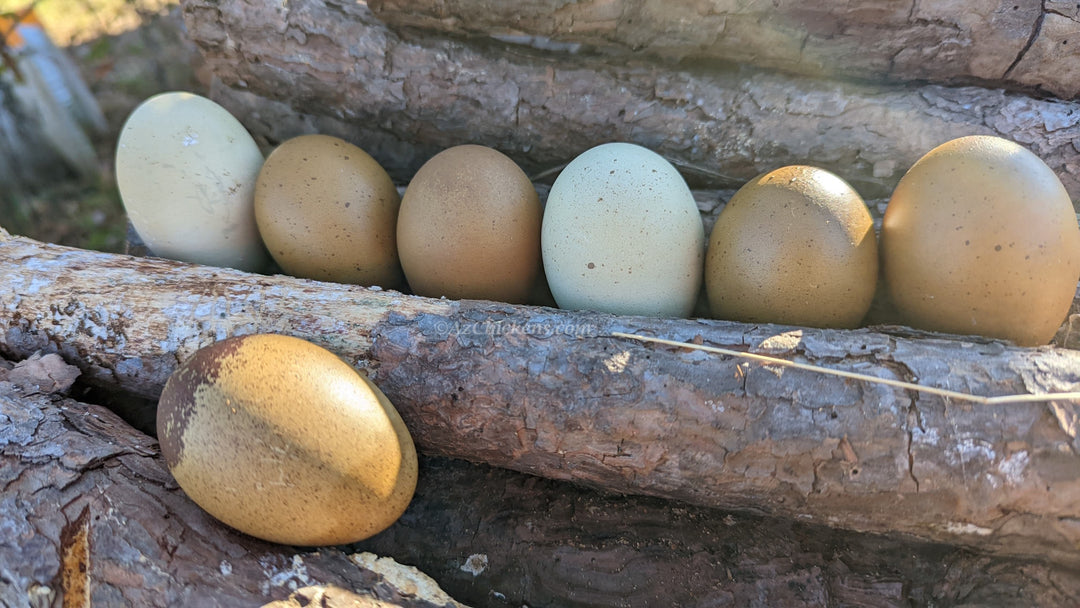 Huevos para incubar de Olive Egger