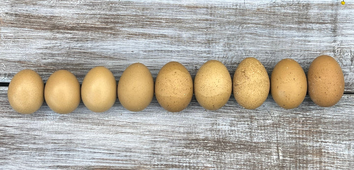 Moss Egger Chicks - Olive Egg Laying Heritage Breed Day-Old