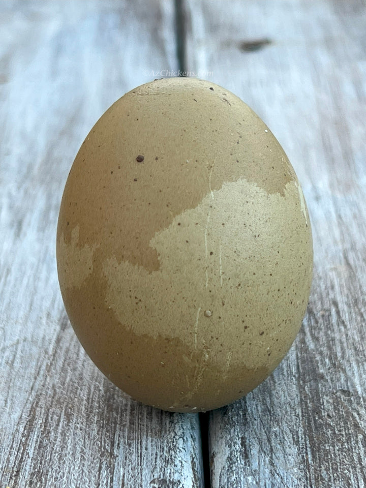 Huevos para incubar de Olive Egger