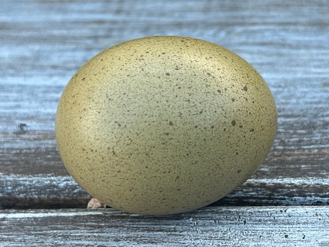 Olive Egger hens, 6-10 weeks old, featuring unique olive-colored eggs, from Az Chickens, ideal for backyard flocks