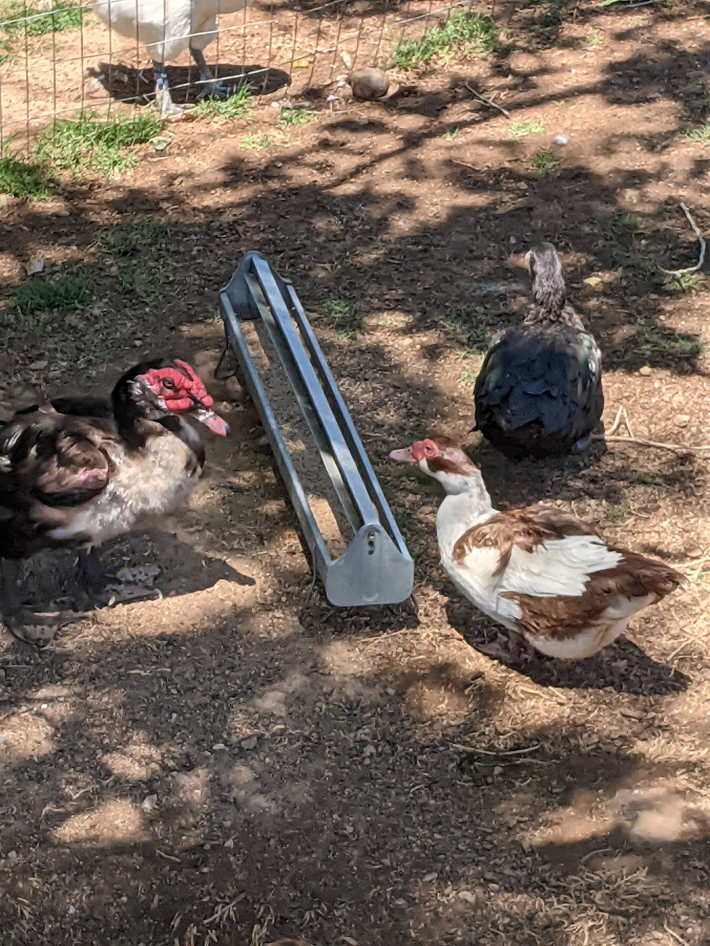 Patitos de Moscovia: una raza tranquila, resistente y de doble propósito para producir huevos y carne.