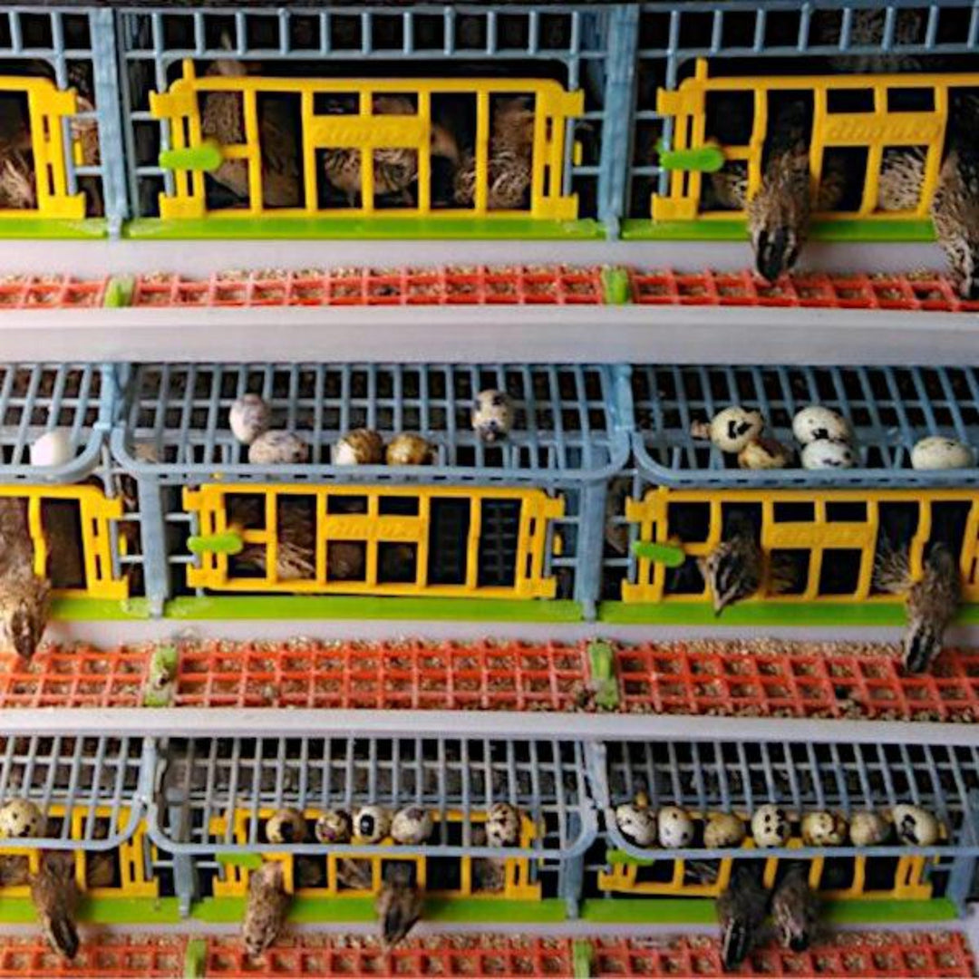 Cimuka Stackable 3-Layer Quail Breeding Cage - Plastic