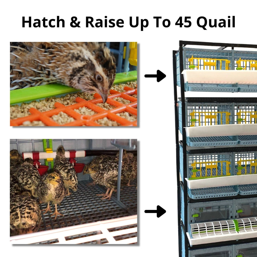 Quail Semi-Pro Breeding Kit by Hatching Time with 3-layer cage and automatic egg incubator for 45 birds