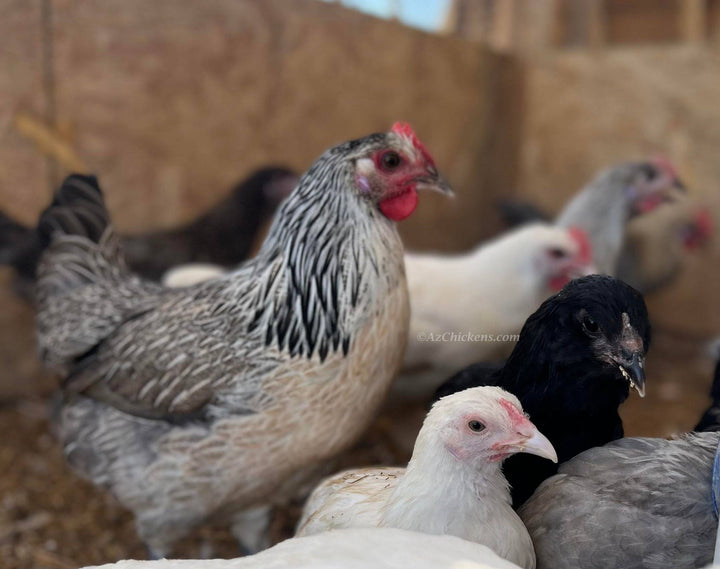 Gallinas ponedoras o pollitas - Recogida local en Arizona