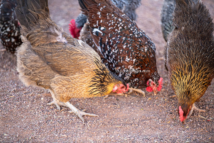 Colorful baby chicks in assorted breeds from Az Chickens, featuring blue egg layers and vibrant plumage.