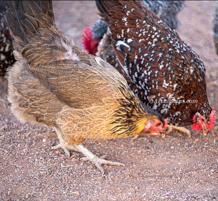 Easter Egger Hens