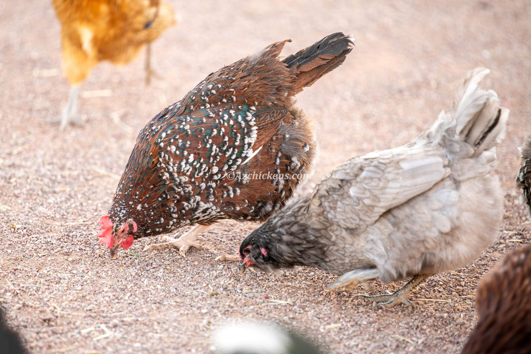 Rainbow Assorted Baby Chicks - Mixed Breed Colorful Egg Layers