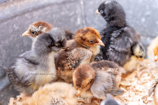 Colorful Easter Egger chicks in various shades, ideal for blue green egg layers by Az Chickens