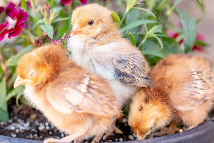 Healthy Rhode Island Red hens, 10-week-old, ready for egg-laying, from Az Chickens, featuring rich brown feathers.