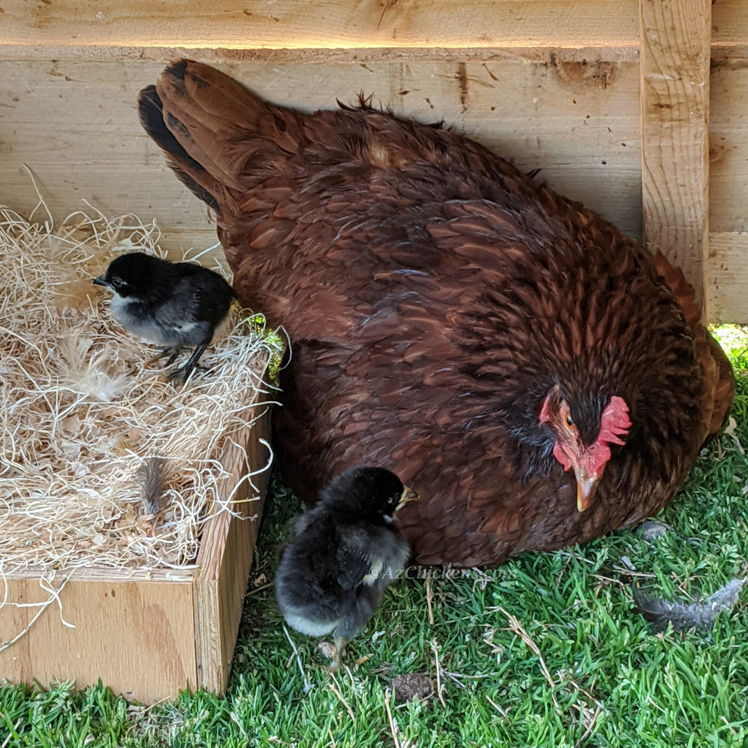 Rhode Island Red Hens