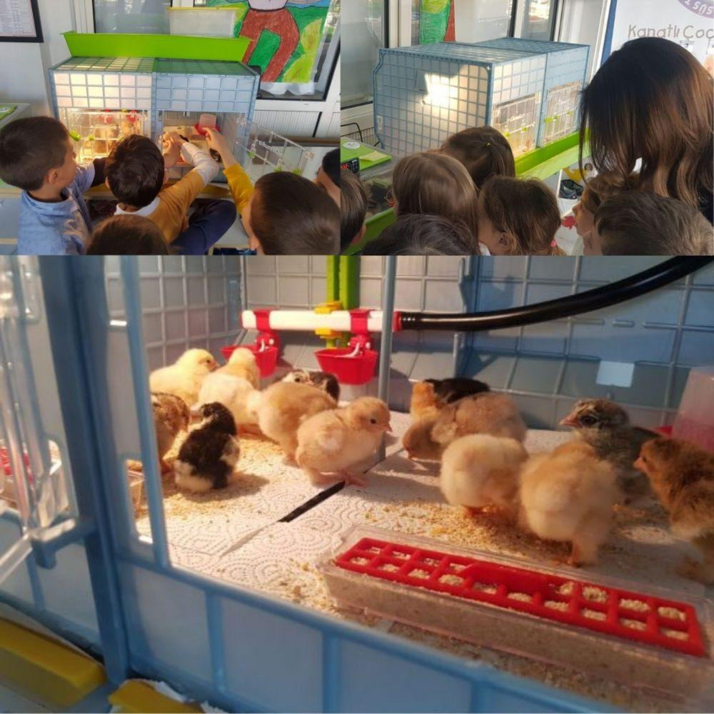 15-inch two-section chick brooder in durable plastic for raising chickens, turkeys, and ducks by Hatching Time