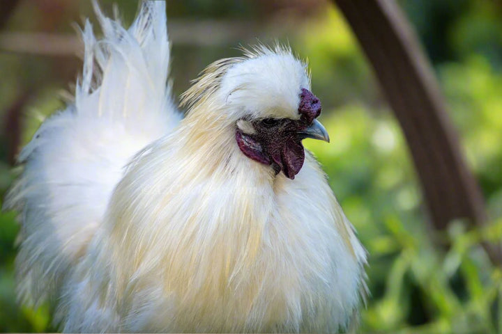 Fluffy Silkie Chicks - Unsexed Baby Chickens Multiple Colors
