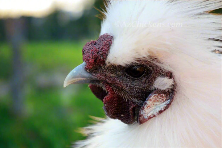 Fluffy Silkie Chicks - Unsexed Baby Chickens Multiple Colors