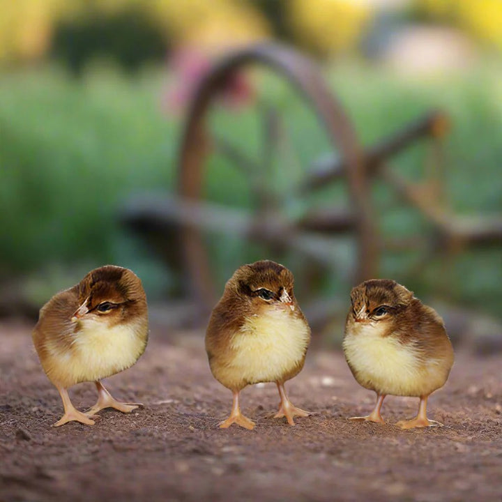 Hardy Speckled Sussex Chicks - Dual-Purpose Brown Egg Layers