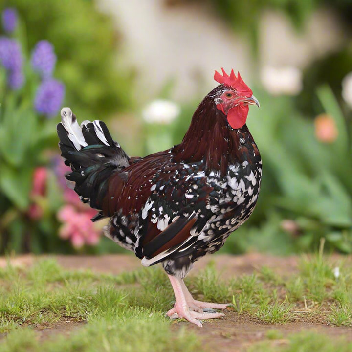 Hardy Speckled Sussex Chicks - Dual-Purpose Brown Egg Layers