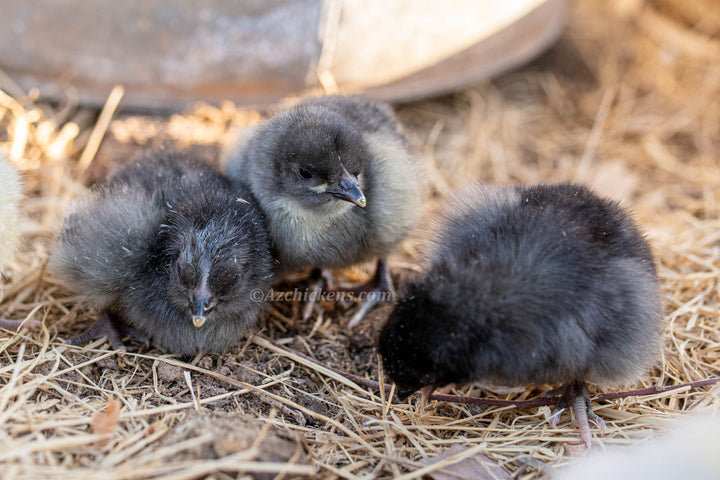 American Bresse Baby Chicks - Assorted Colors Unsexed Premium