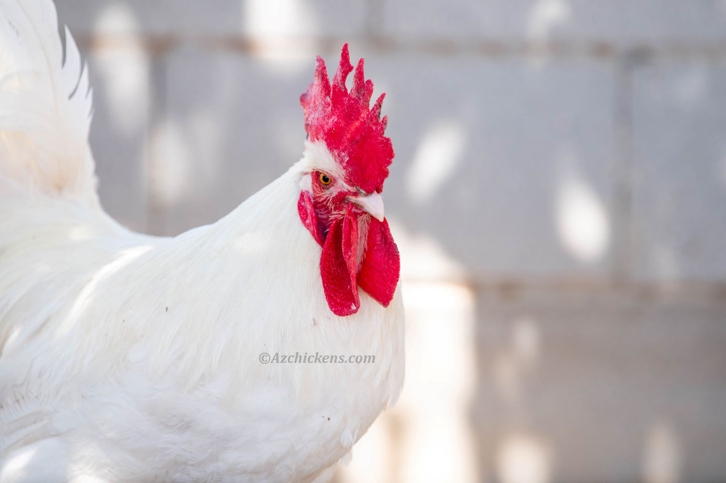 White Bresse Chickens - Juveniles & Adults for Breeding