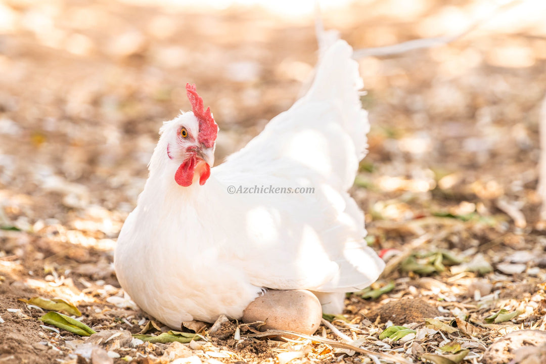 Group of unsexed White Bresse chicks, fluffy white feathers, available in various quantities from AmericanBresse.com