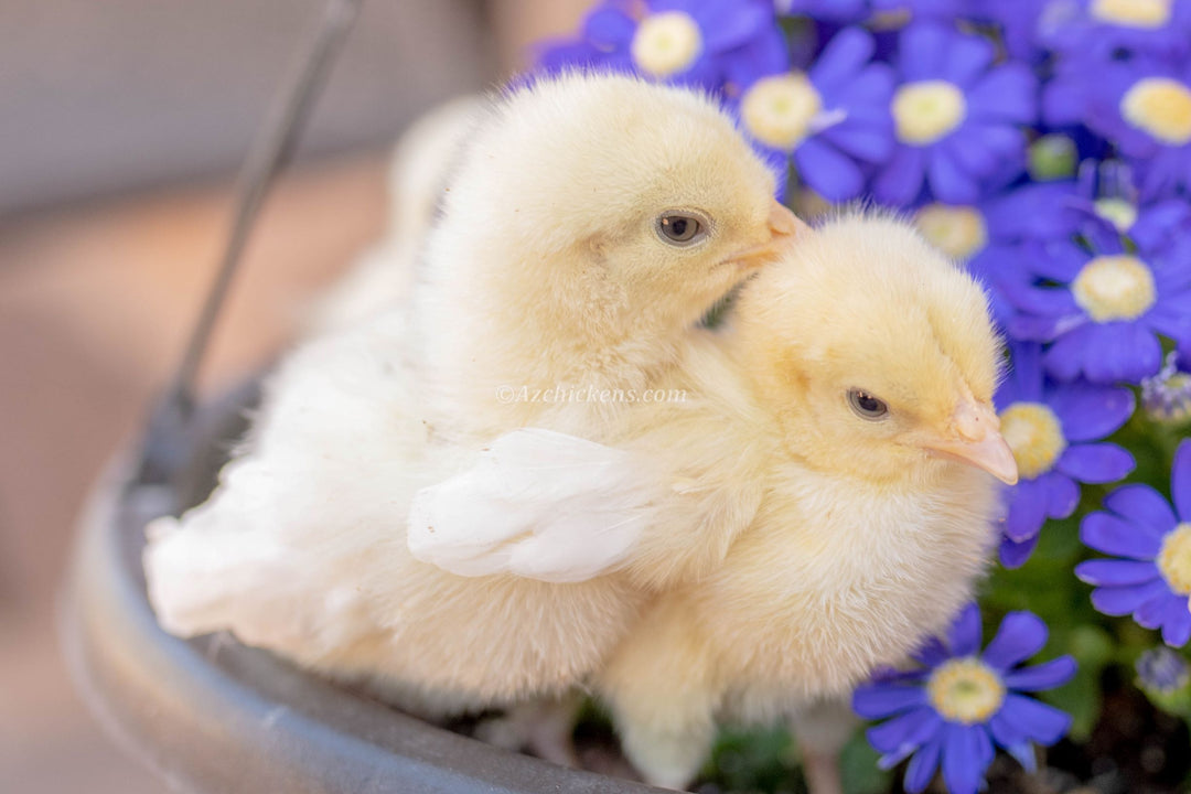 Unsexed white Bresse chicks with fluffy feathers from AmericanBresse.com