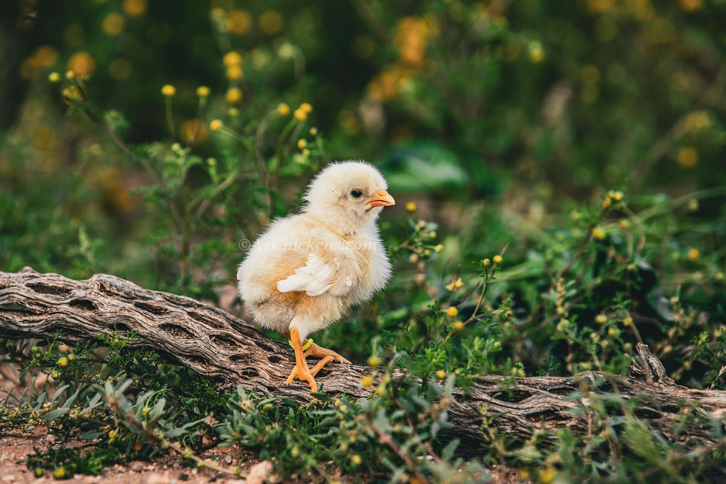 White Bresse Hatching Eggs
